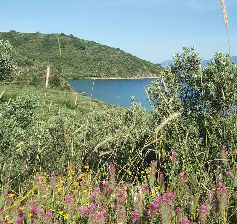 discovering the nature and flora of marmara island
